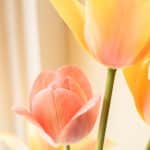 yellow and red tulip in bloom close up photo