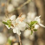 white cherry blossom in close up photography