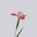 pink petaled flower